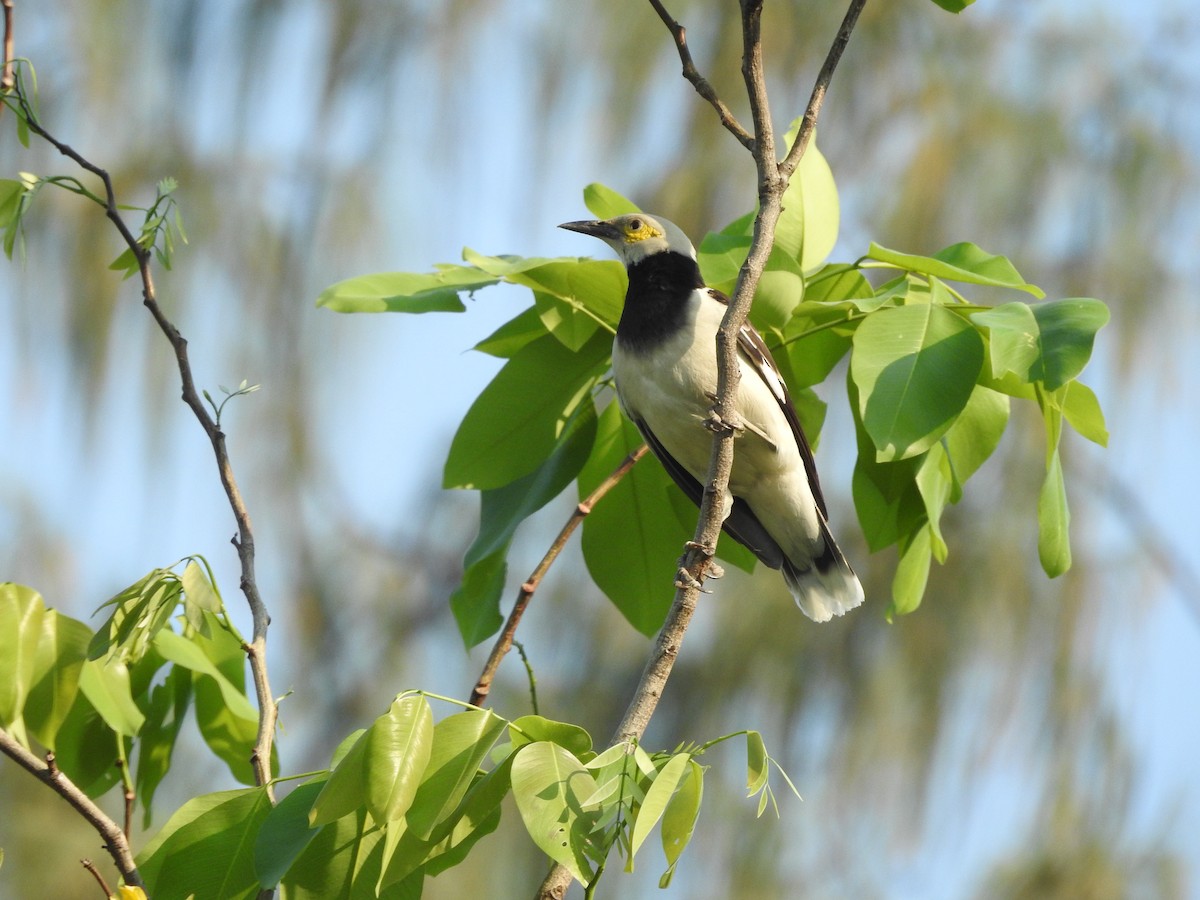 Black-collared Starling - ML652809295