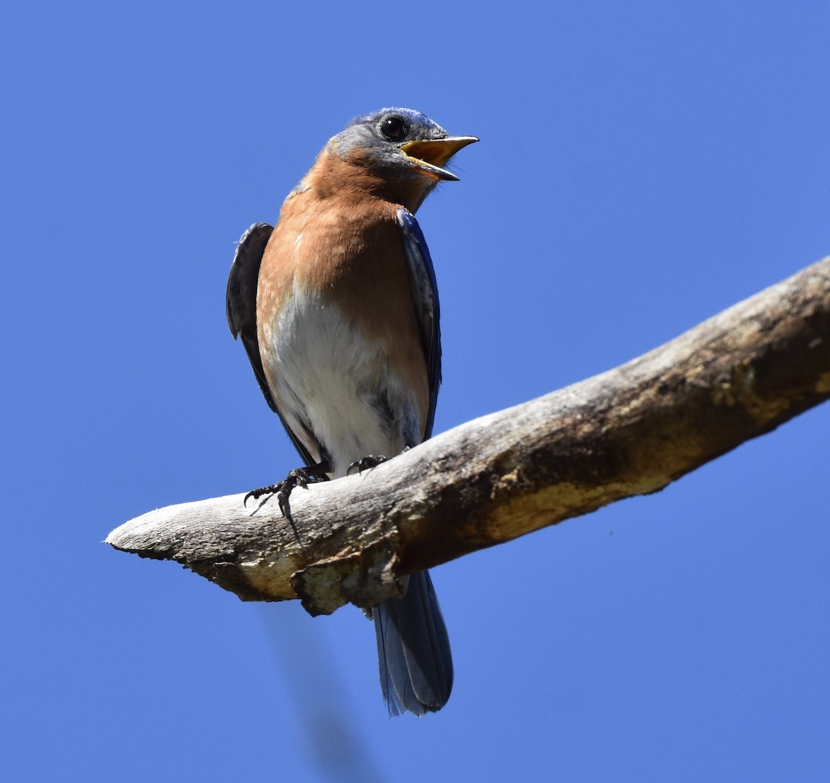 Eastern Bluebird - ML652809406