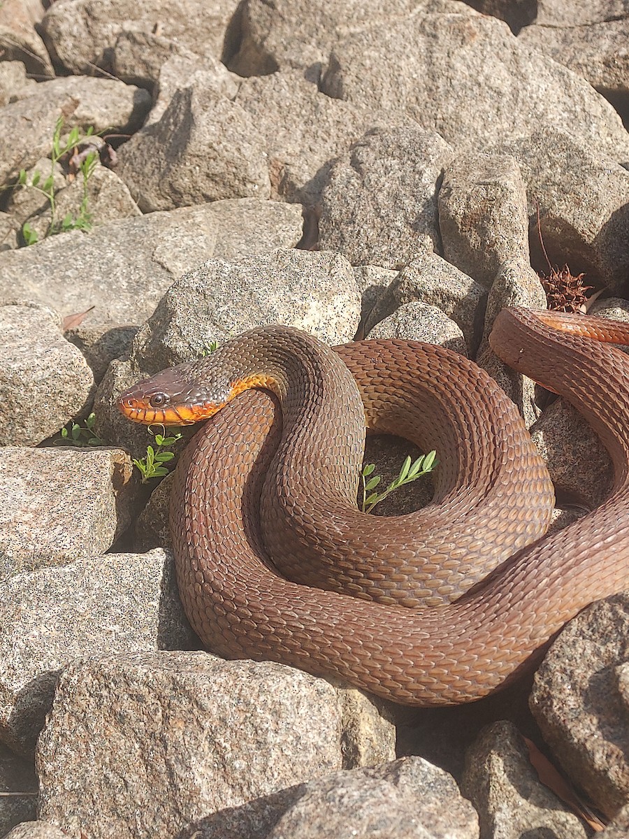 Plain-bellied Watersnake - ML652809640