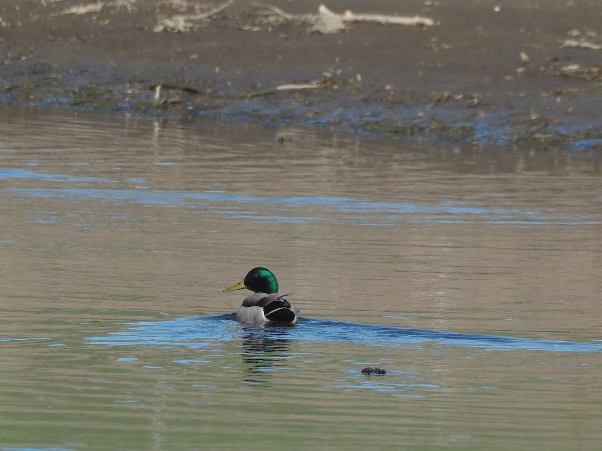 Mallard - ML652809843