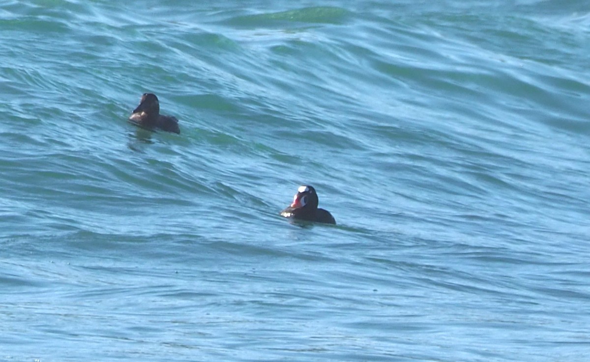 Surf Scoter - ML652809850