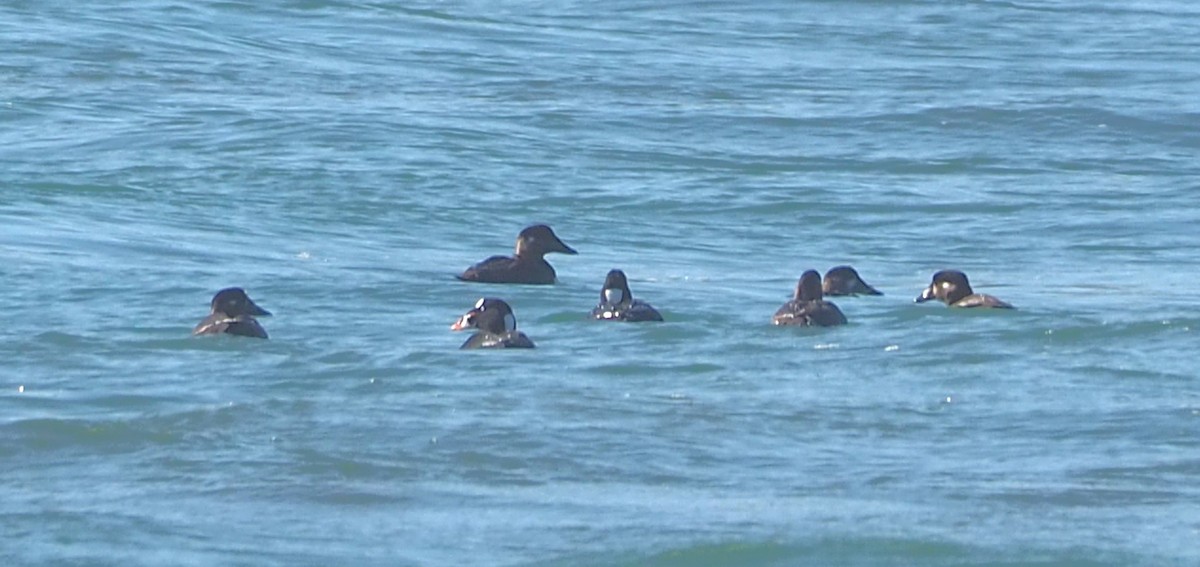 Surf Scoter - ML652809851