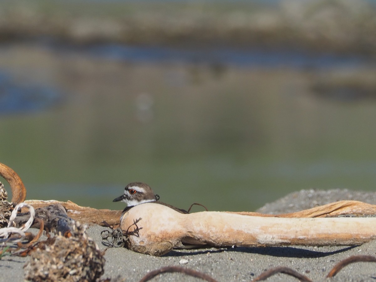 Killdeer - ML652809871