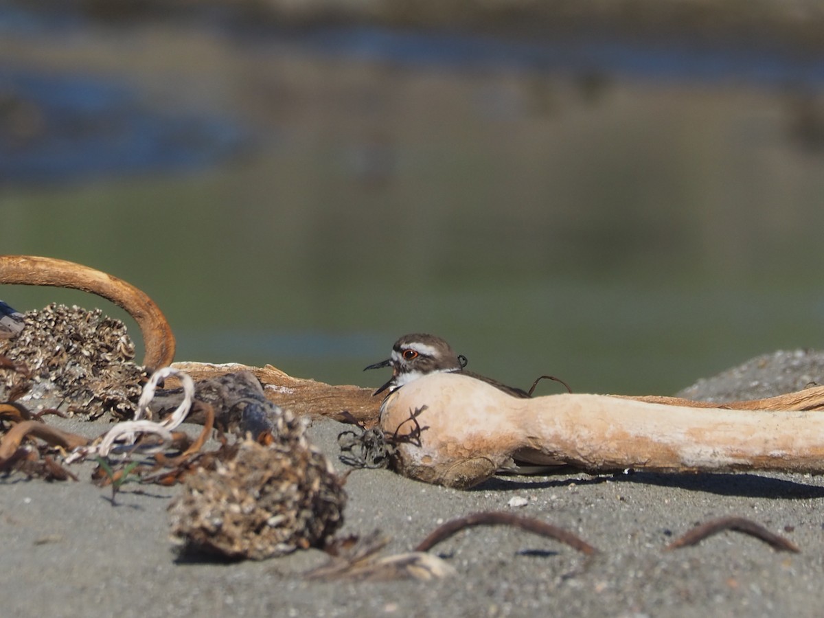 Killdeer - ML652809872