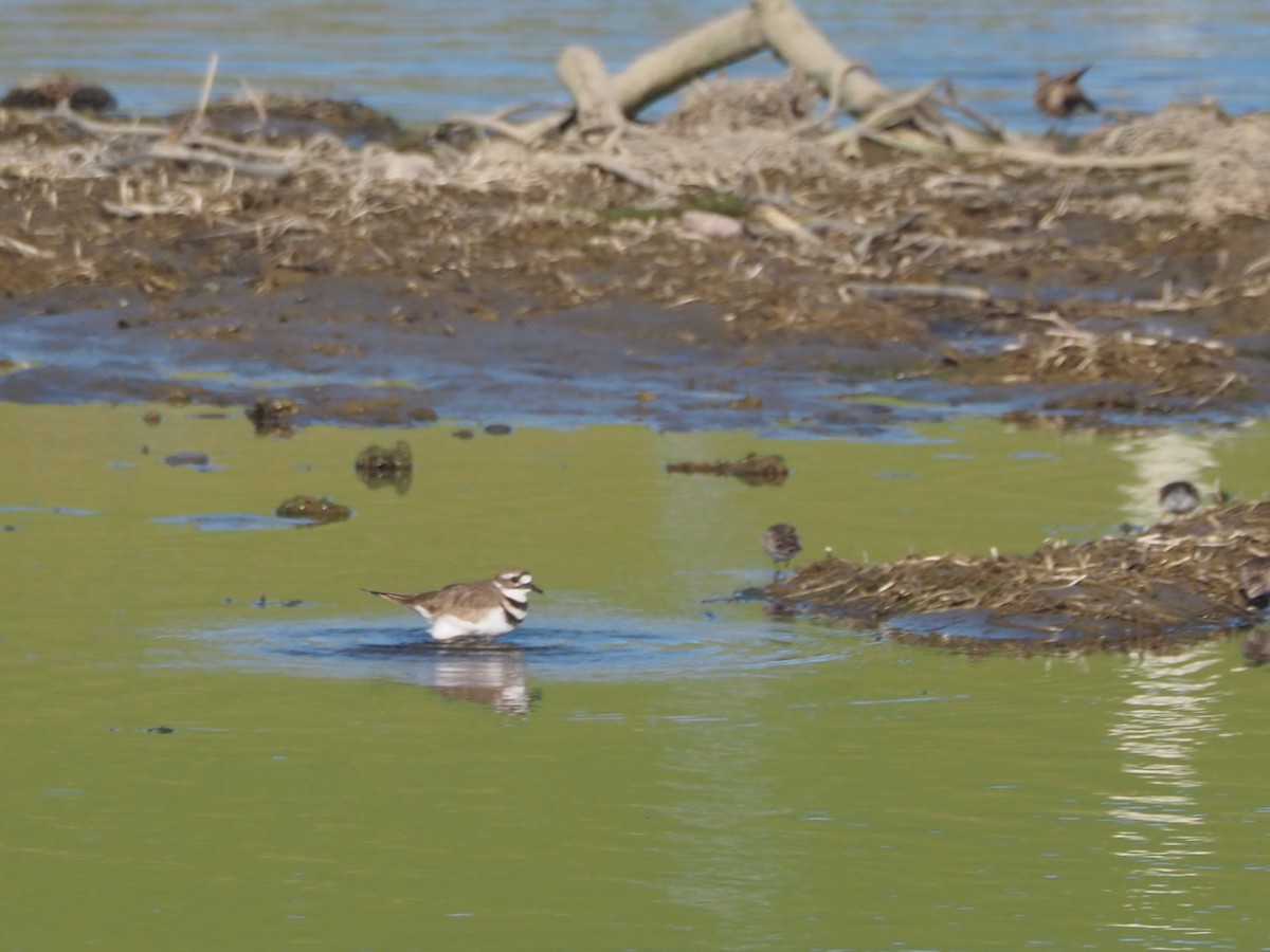 Killdeer - ML652809873