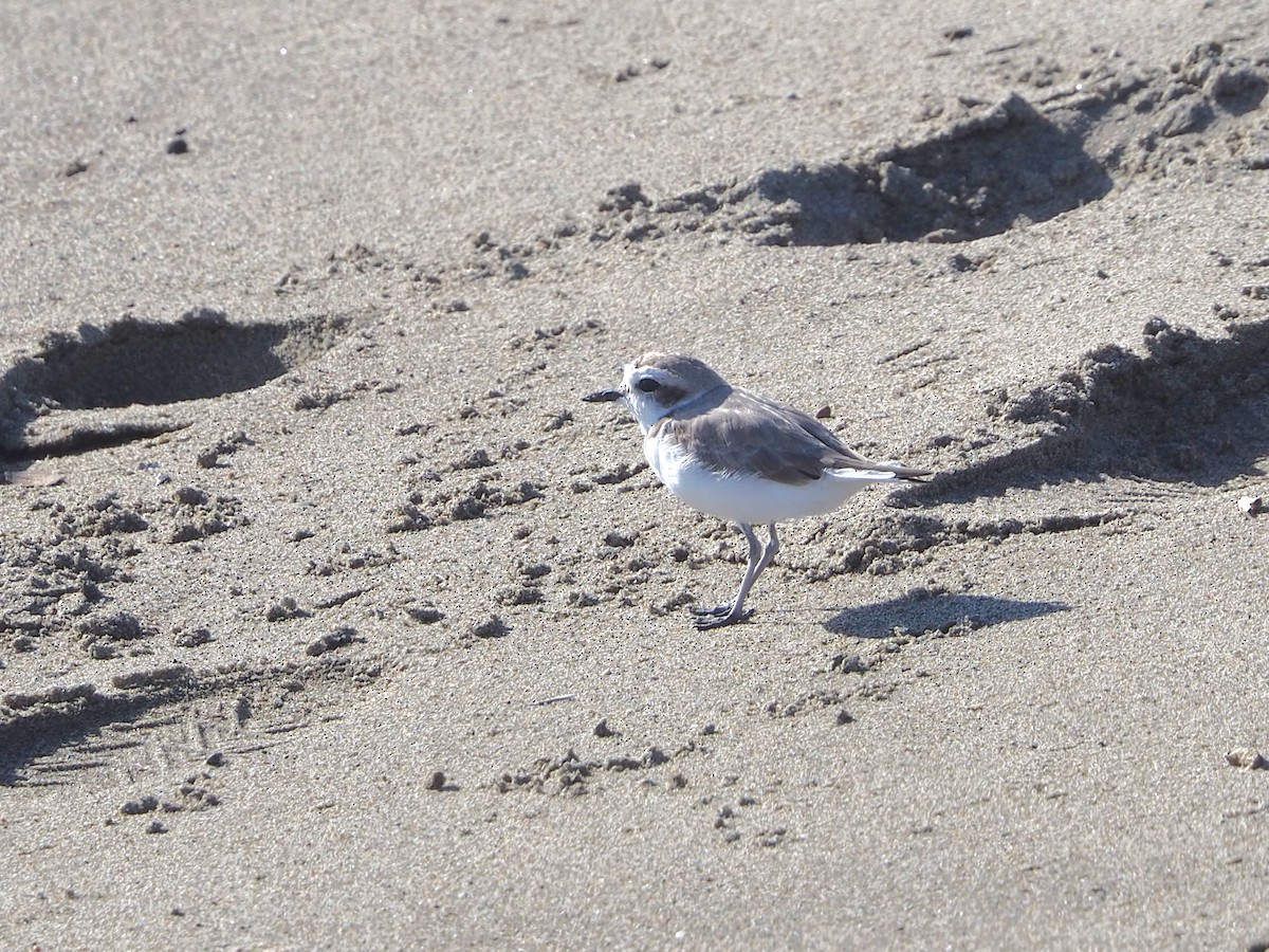 Snowy Plover - ML652809877