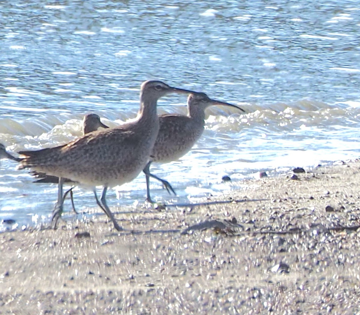 Hudsonian Whimbrel - ML652809893