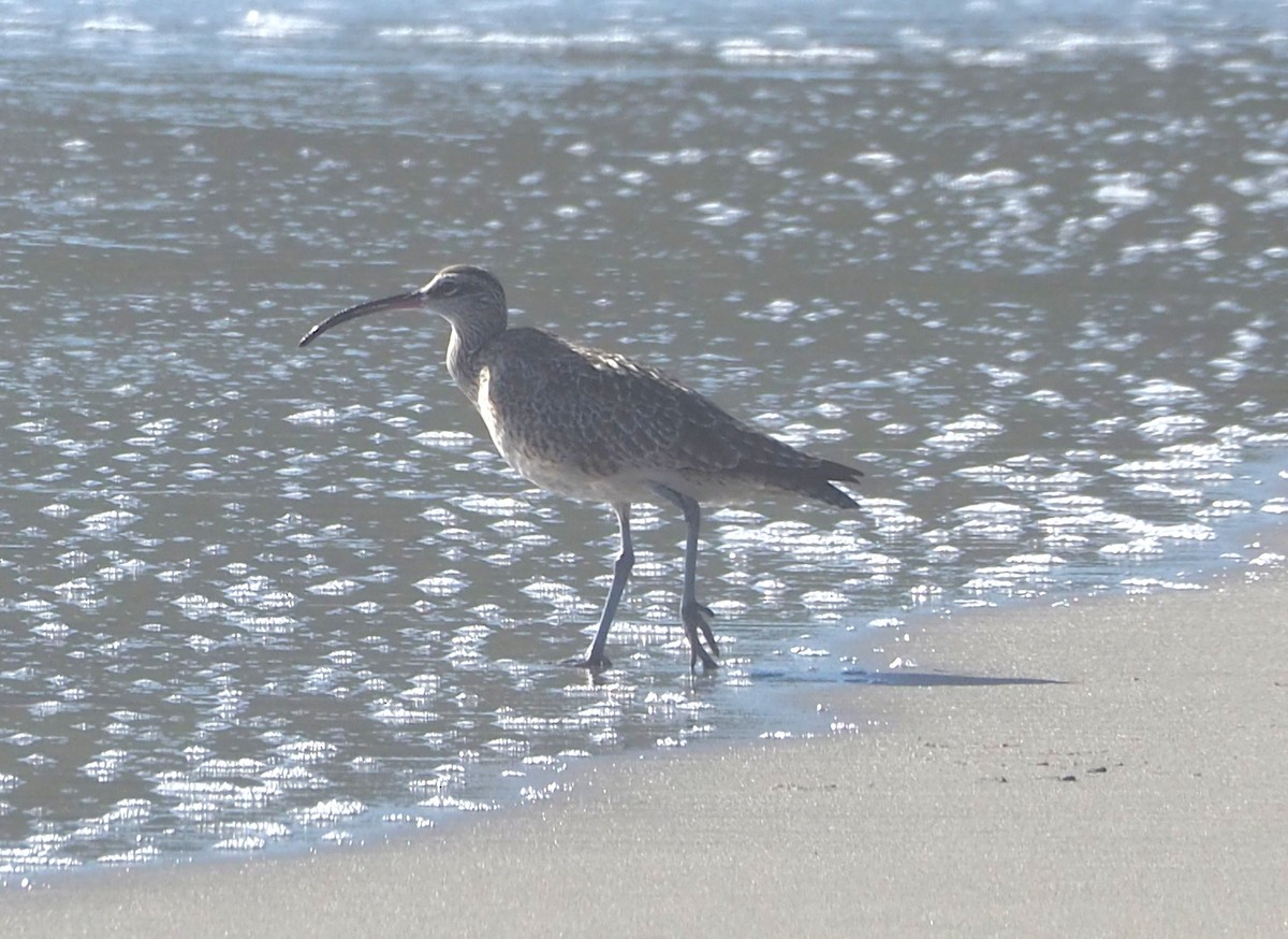 Hudsonian Whimbrel - ML652809894