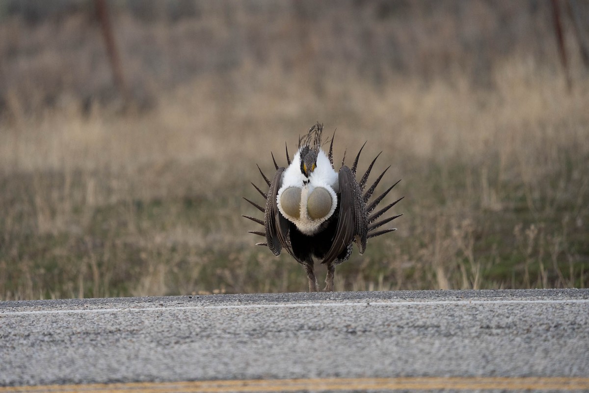 Greater Sage-Grouse - ML652809895