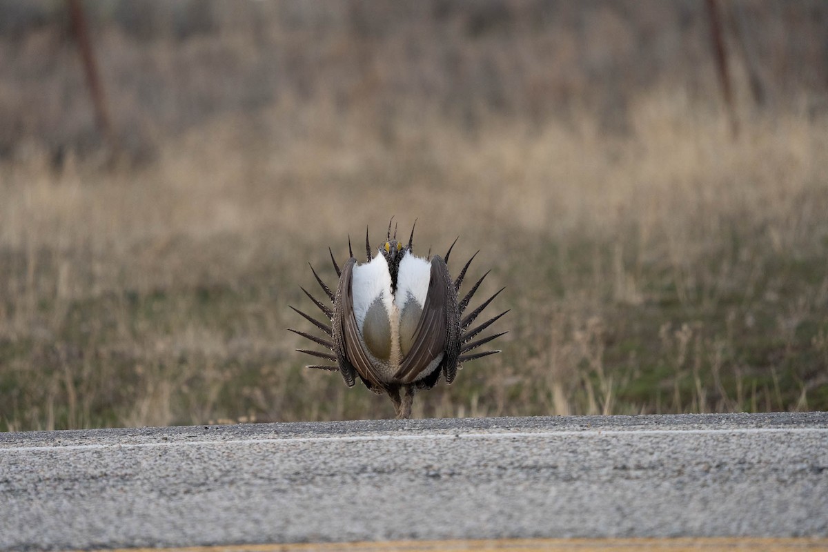 Greater Sage-Grouse - ML652809896