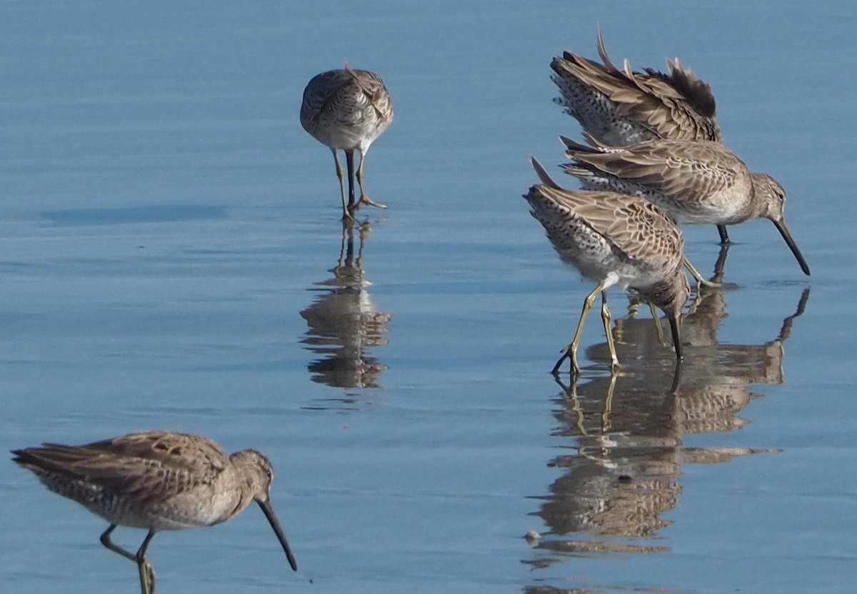 Long-billed Dowitcher - ML652809913