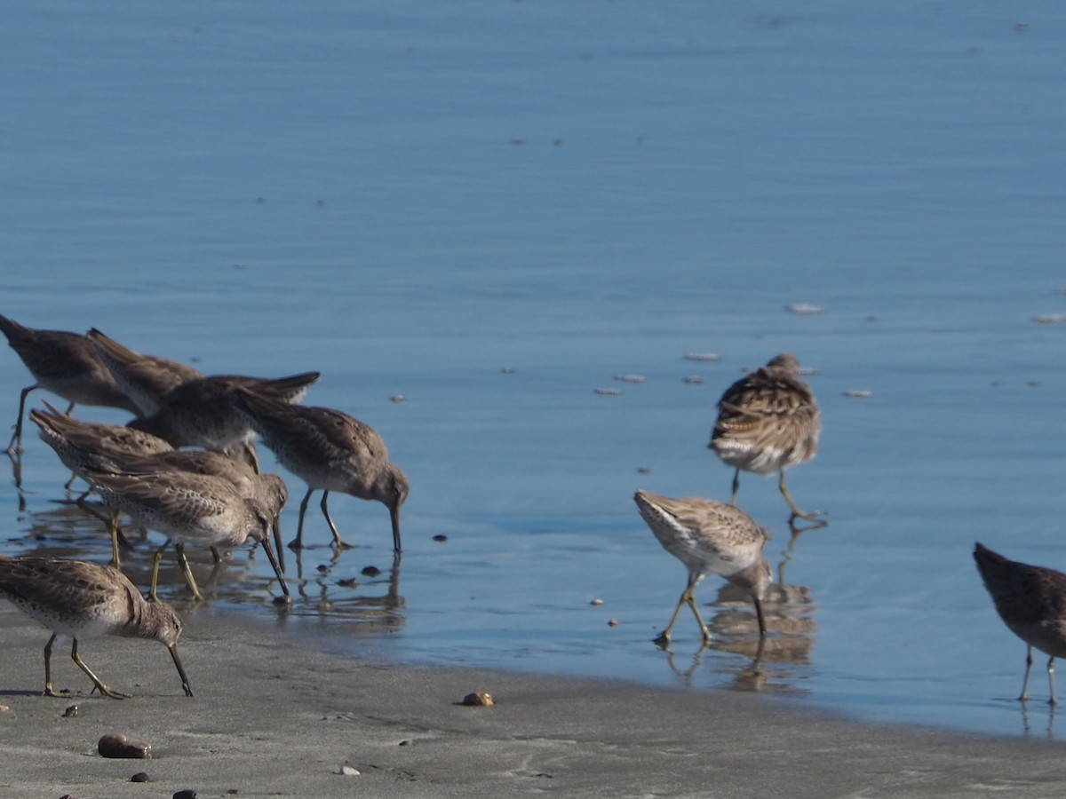 Long-billed Dowitcher - ML652809914