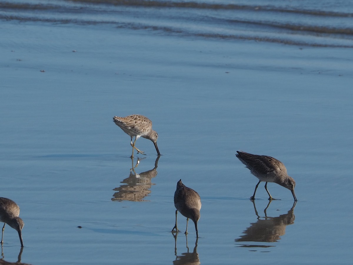 Long-billed Dowitcher - ML652809915