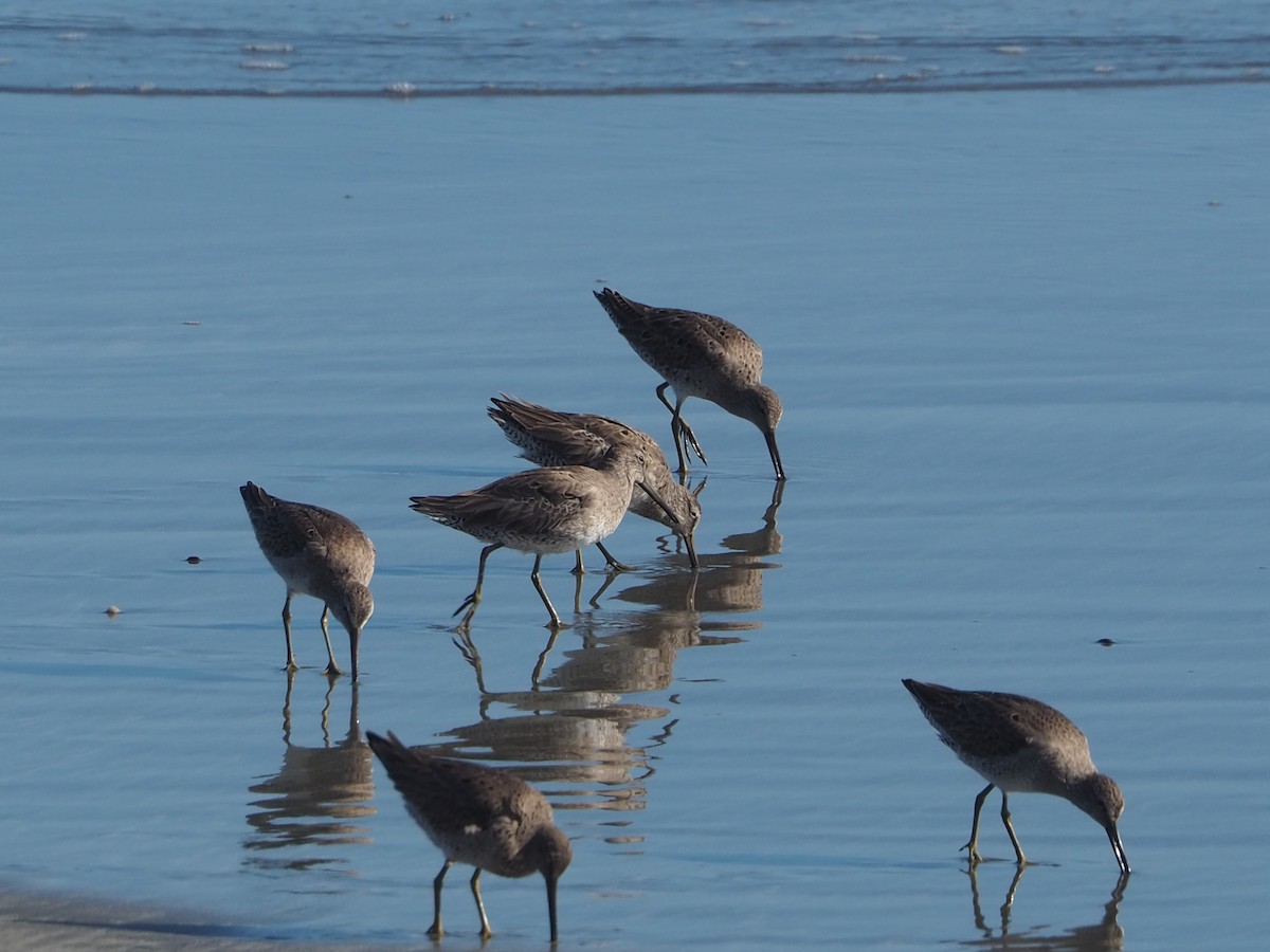 Long-billed Dowitcher - ML652809916
