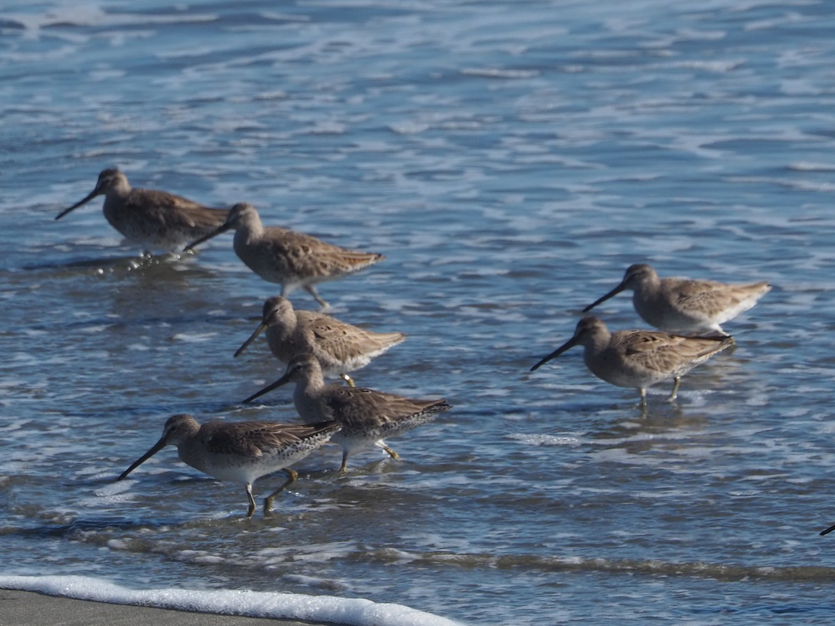 Long-billed Dowitcher - ML652809917