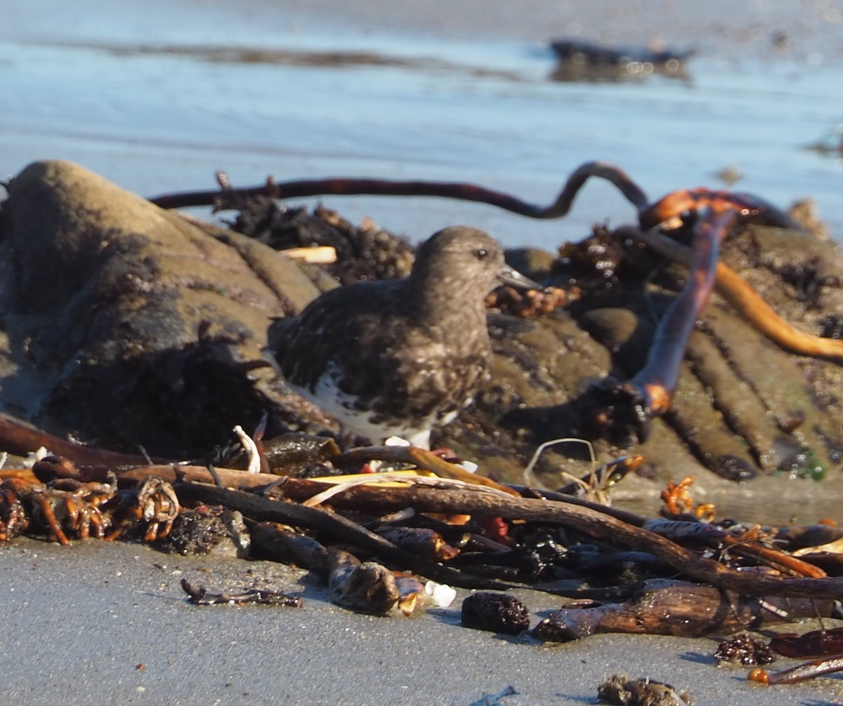 Black Turnstone - ML652809923