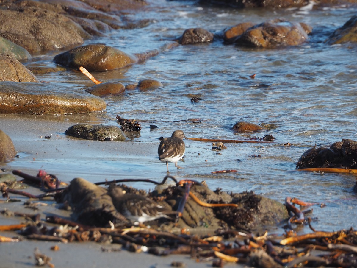 Black Turnstone - ML652809924