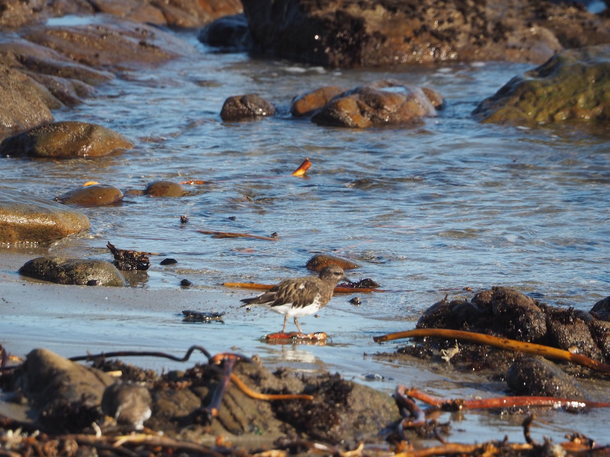 Black Turnstone - ML652809926