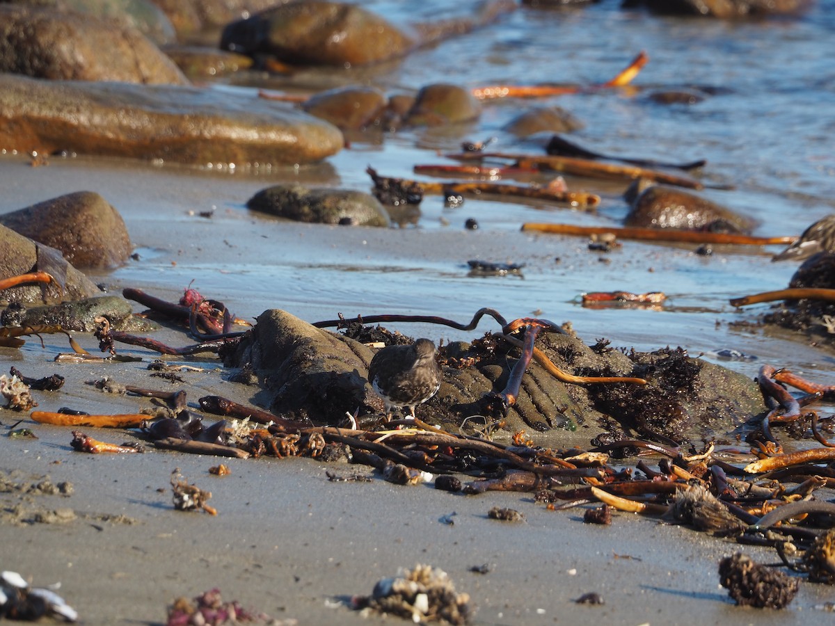 Black Turnstone - ML652809927