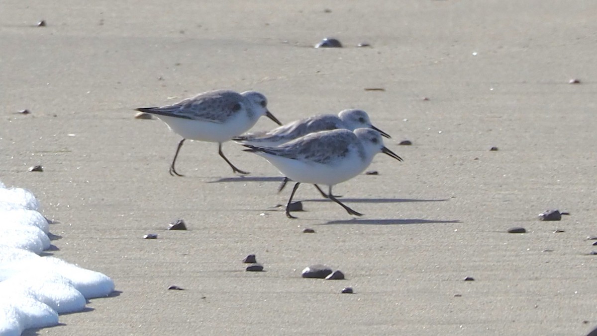 Sanderling - ML652809936