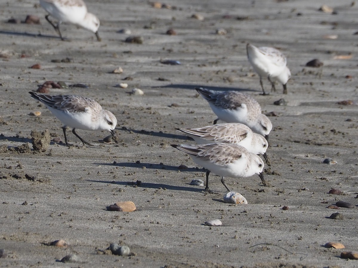 Sanderling - ML652809937