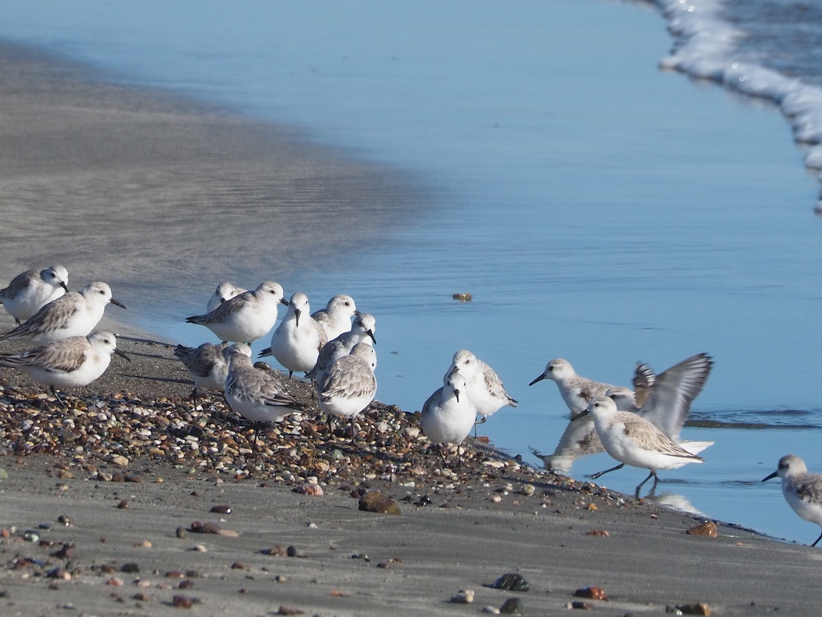 Sanderling - ML652809938