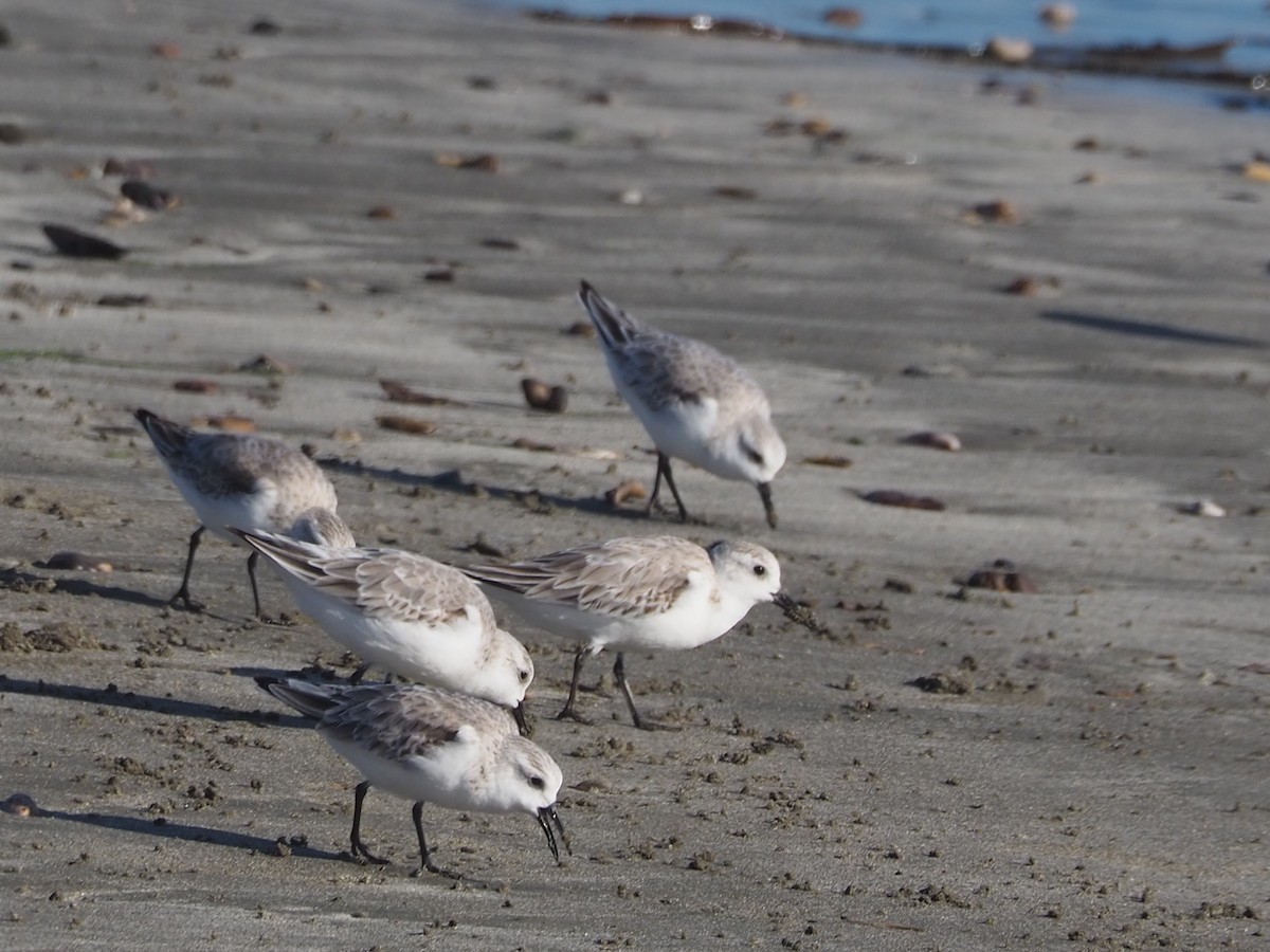 Sanderling - ML652809940