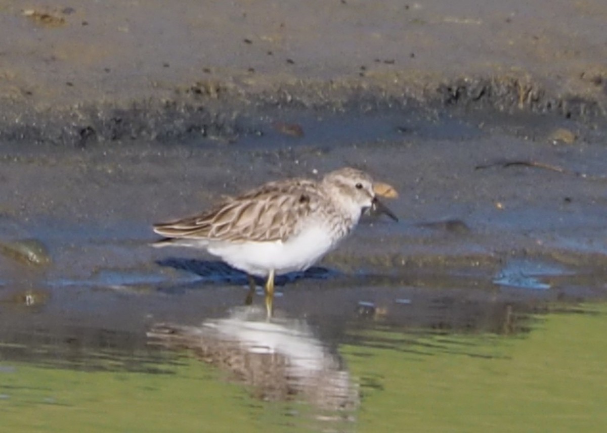 Least Sandpiper - ML652809960