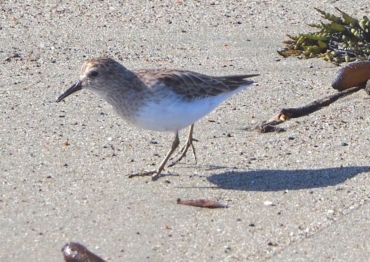 Least Sandpiper - ML652809961