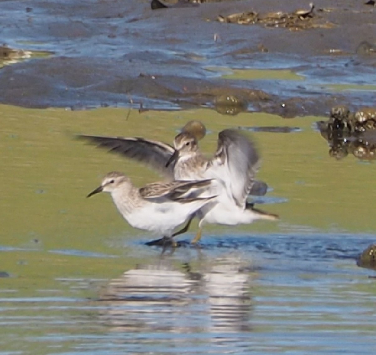 Least Sandpiper - ML652809962