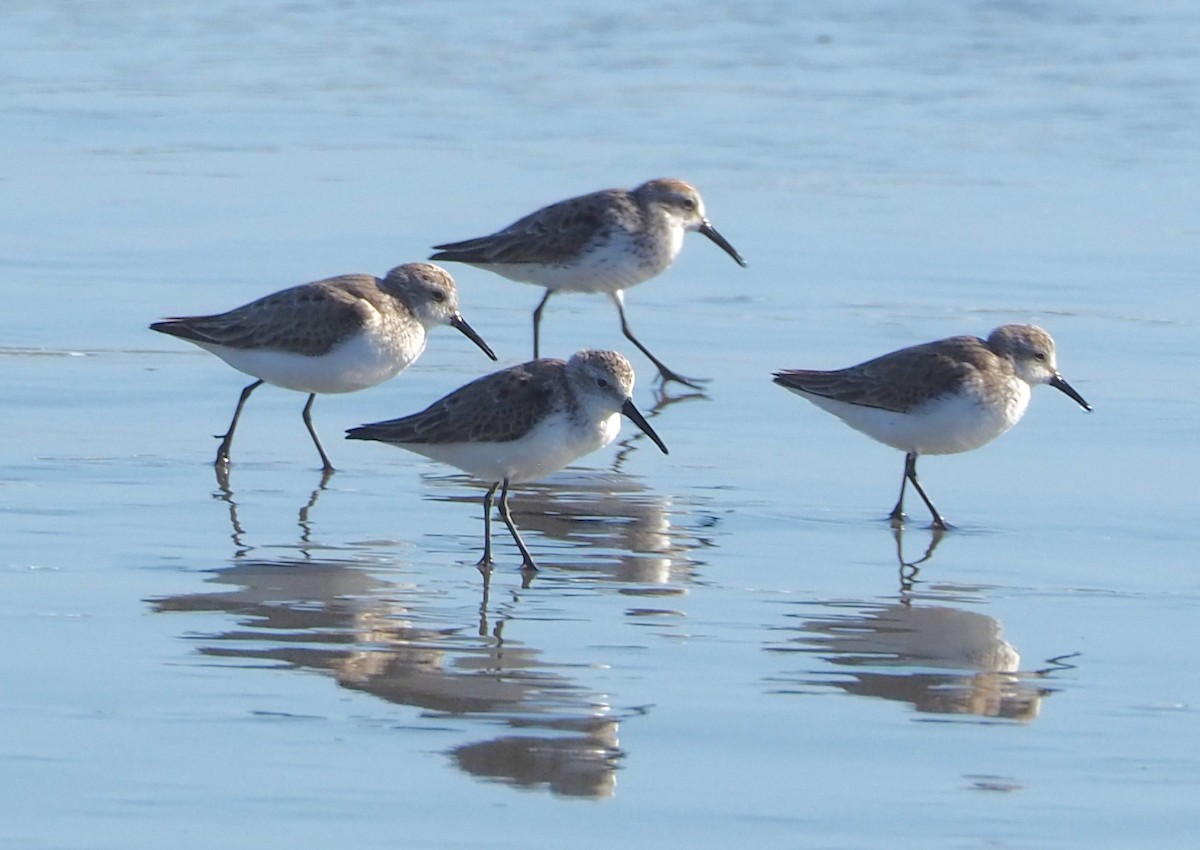 Western Sandpiper - ML652809996
