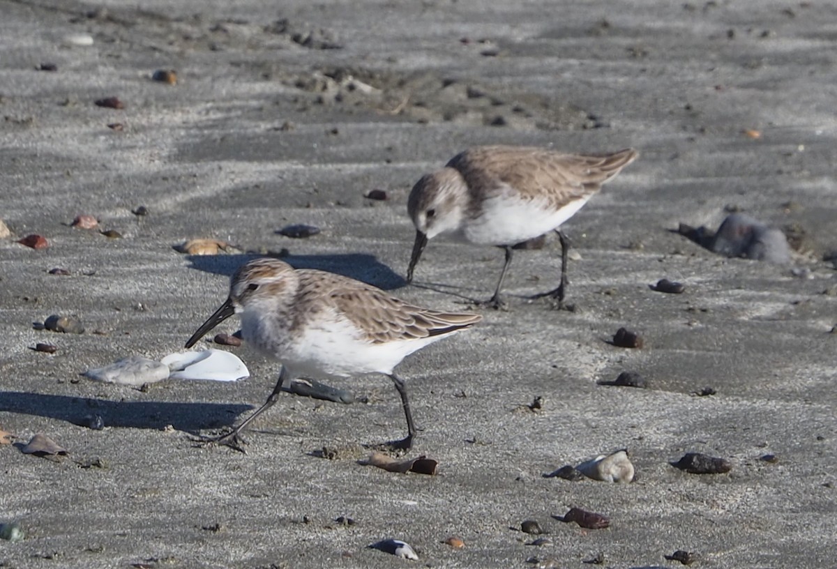 Western Sandpiper - ML652809997