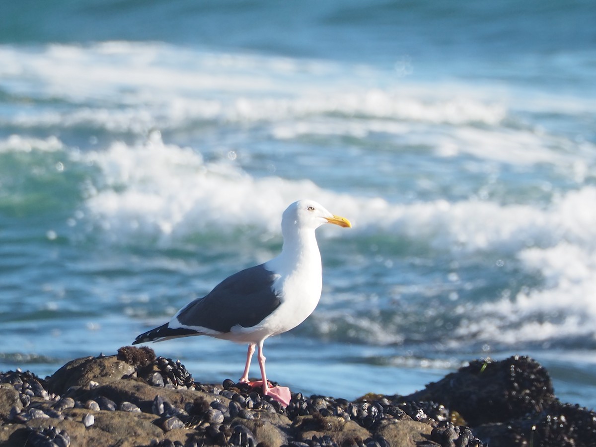 Western Gull - ML652810002