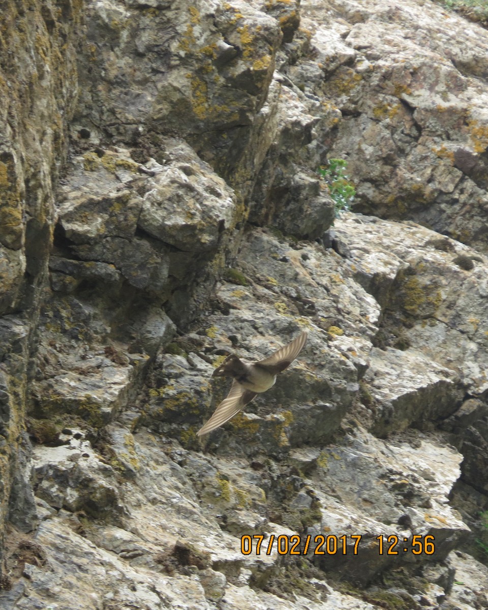 Eurasian Crag-Martin - ML65281001