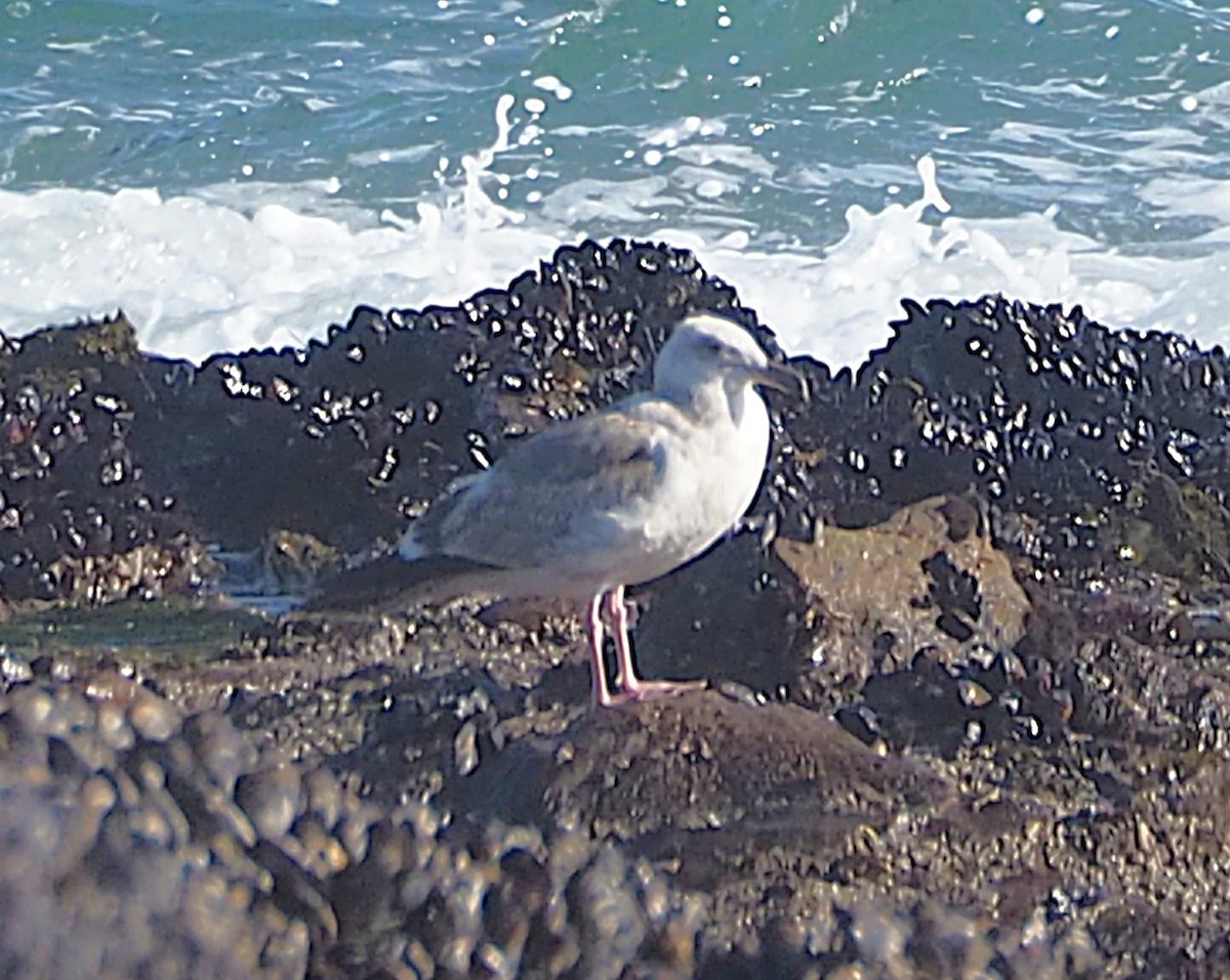 Western Gull - ML652810011