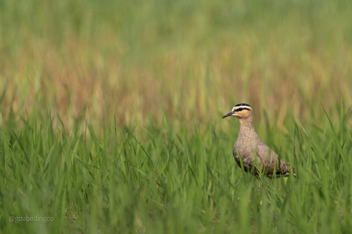 Хээрийн хавтгаалж - ML652810127