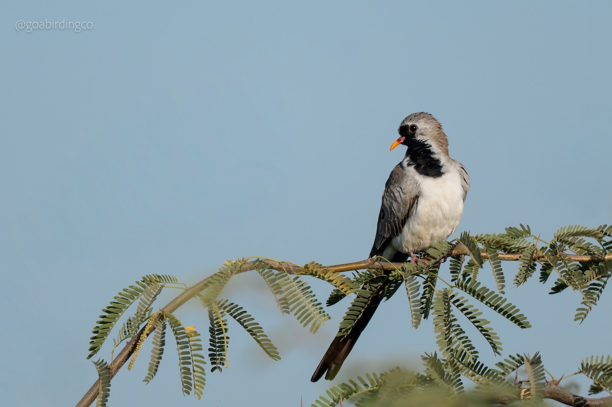 Namaqua Dove - ML652810178