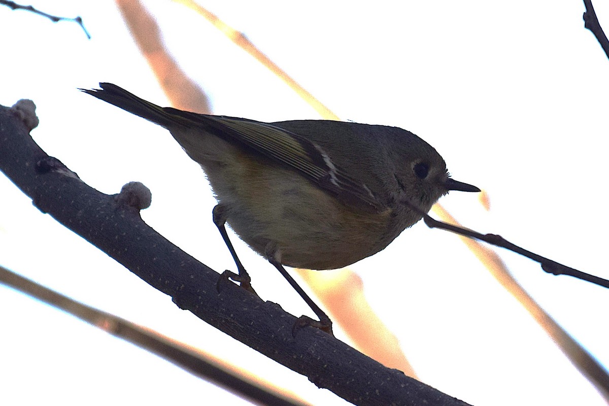 rubinfuglekonge - ML652810314