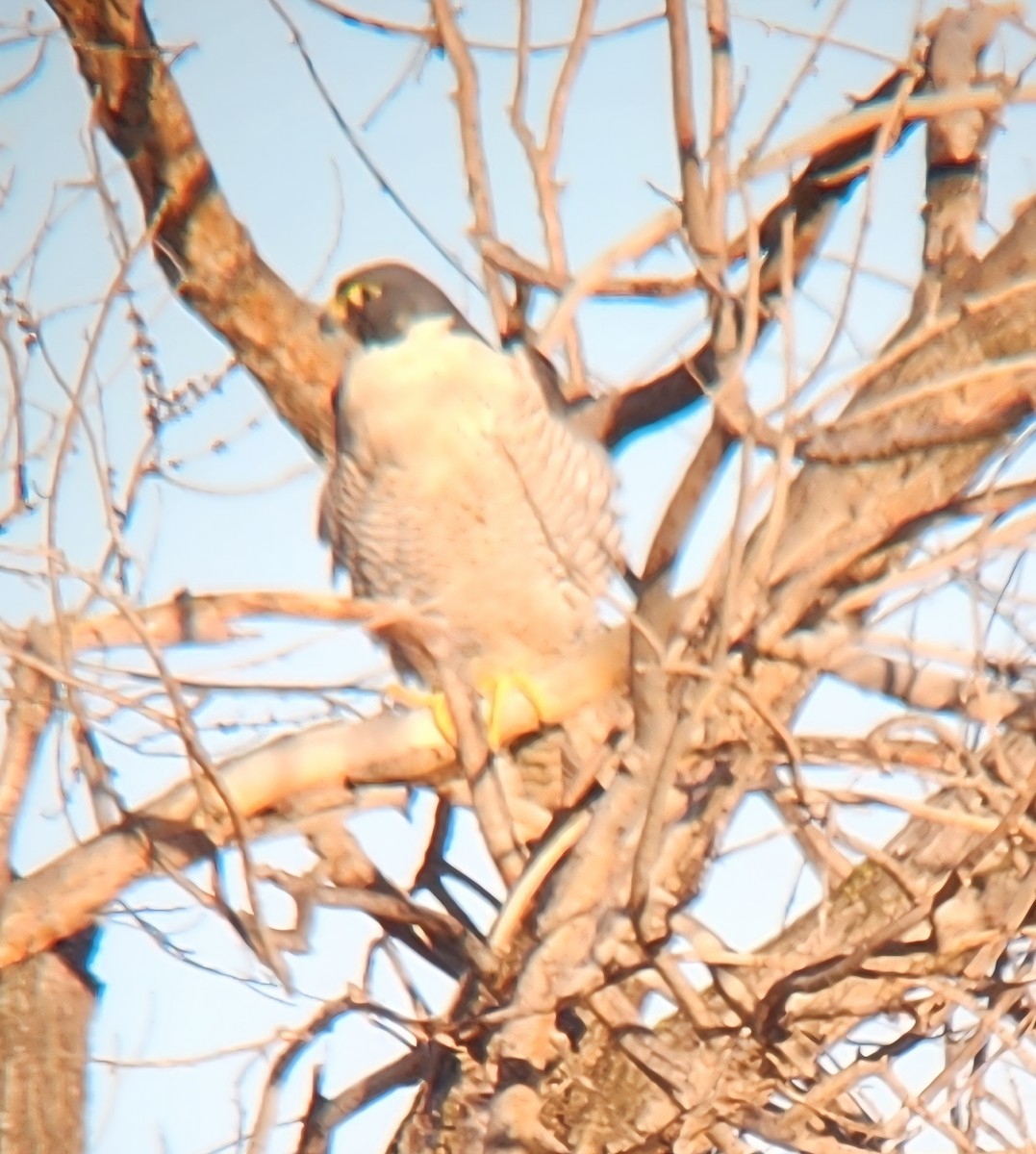 Peregrine Falcon - ML652810524
