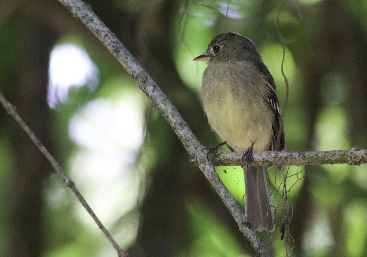 Піві-малюк жовточеревий - ML652810525