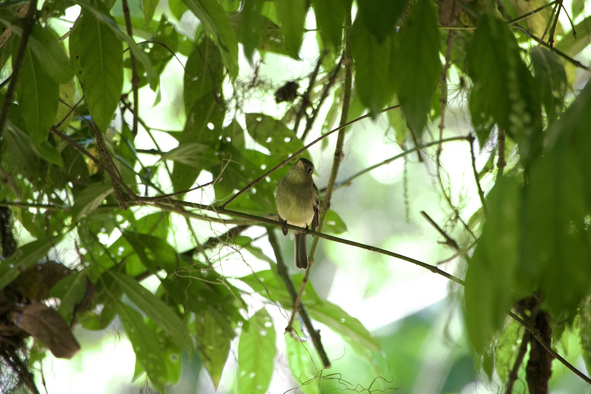 Піві-малюк жовточеревий - ML652810526