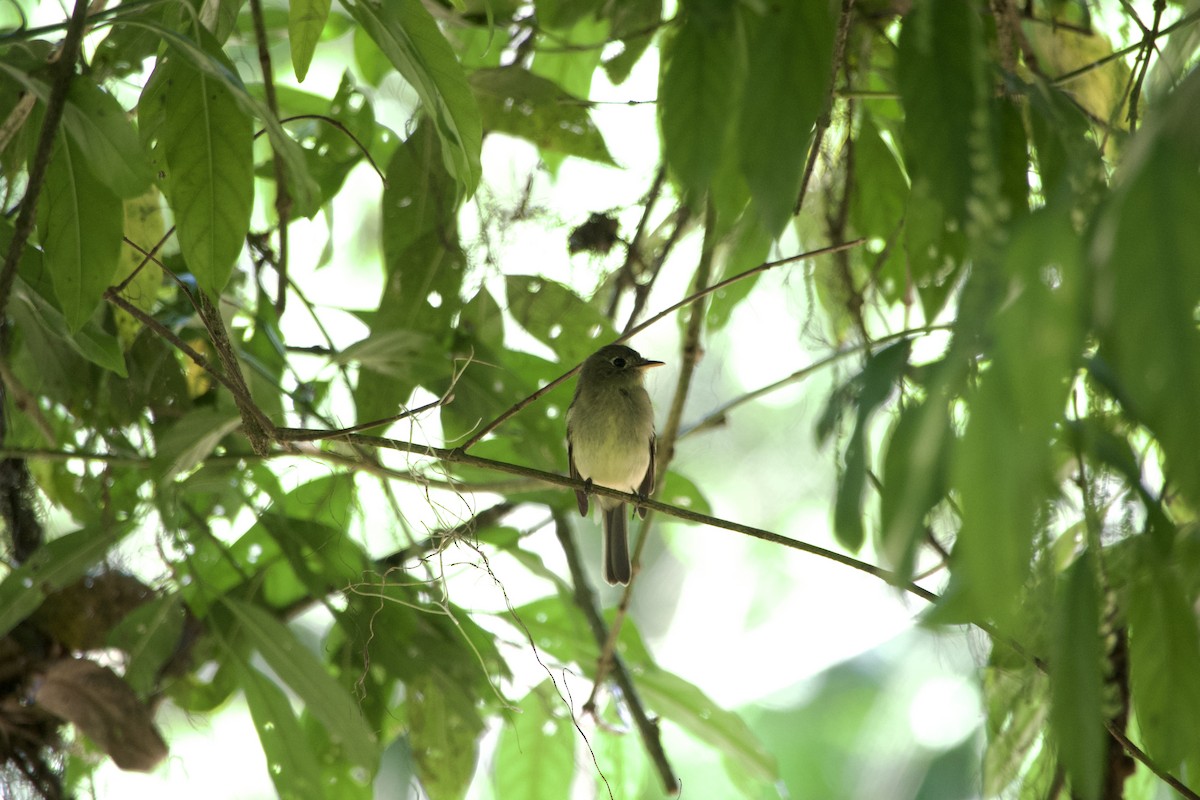 Піві-малюк жовточеревий - ML652810532
