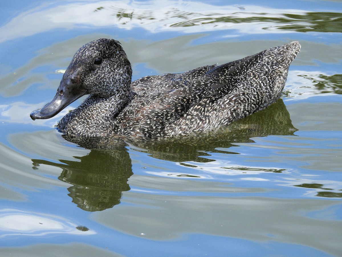 Freckled Duck - ML652810718