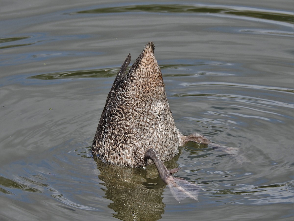 Freckled Duck - ML652810745