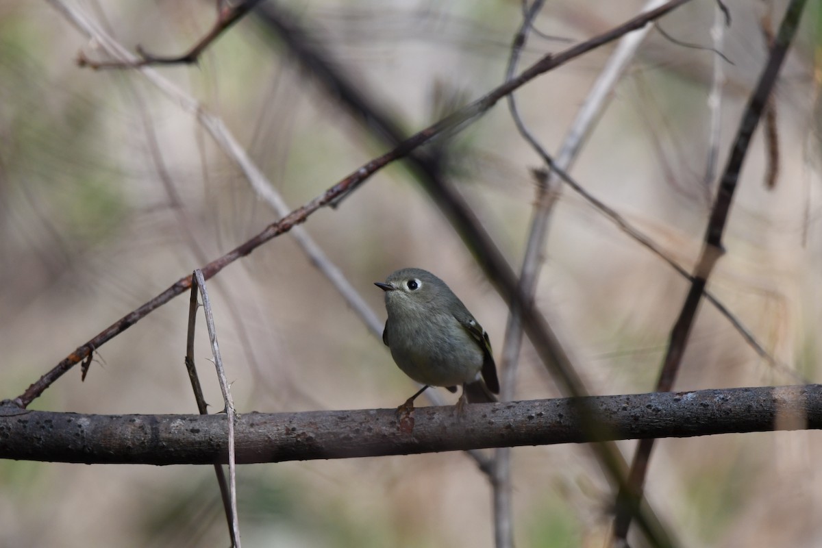 rubinfuglekonge - ML652810768