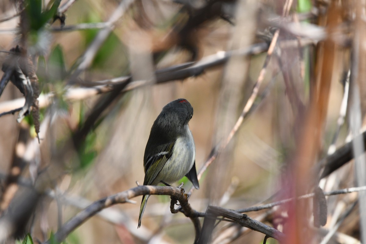 rubinfuglekonge - ML652810769