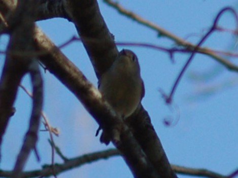 rubinfuglekonge - ML652810793