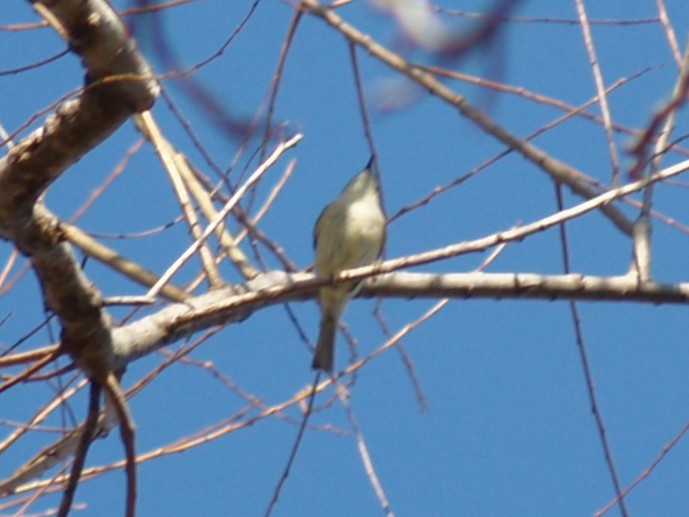 rubinfuglekonge - ML652810794