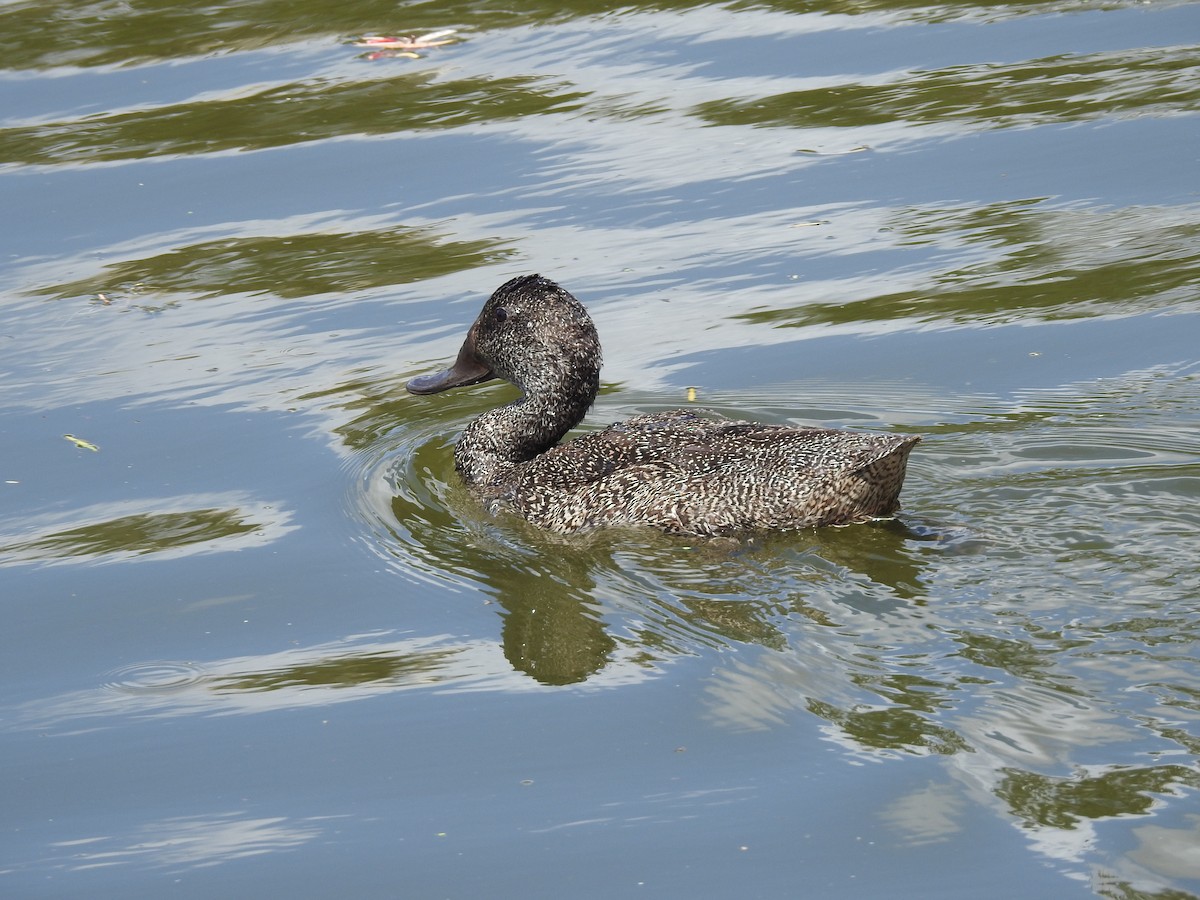 Freckled Duck - ML652810982