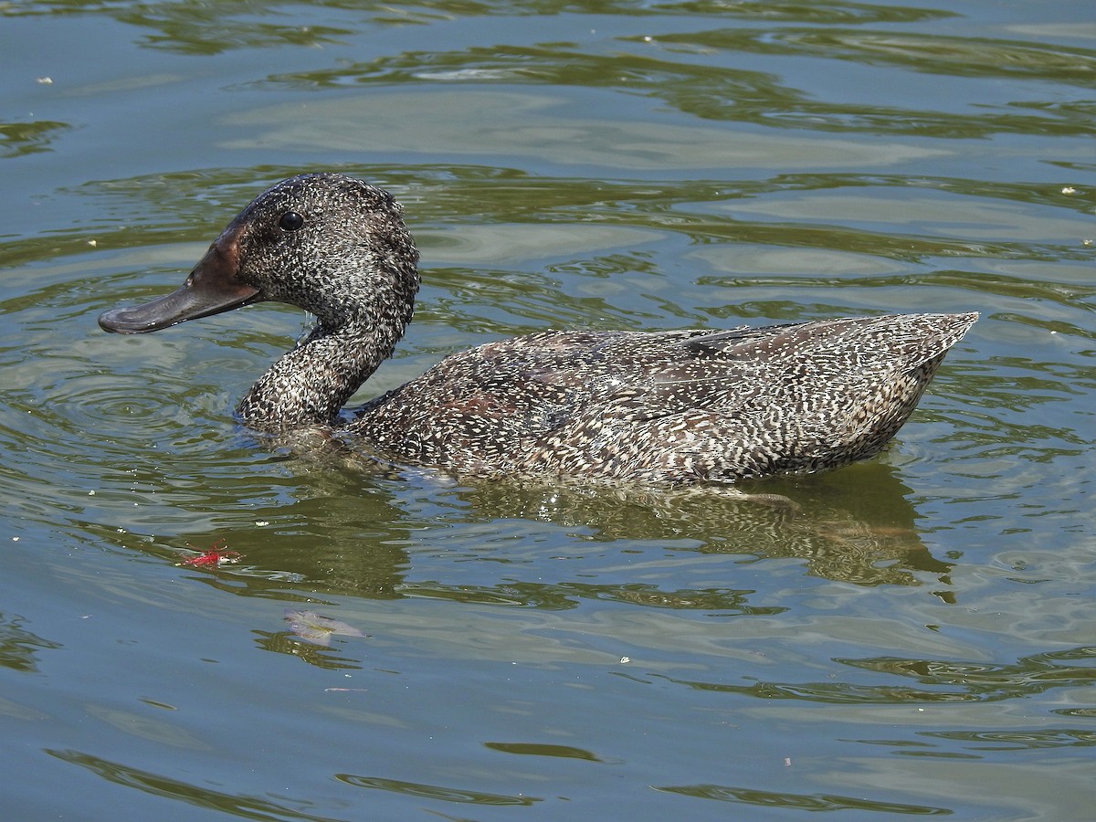 Freckled Duck - ML652811120